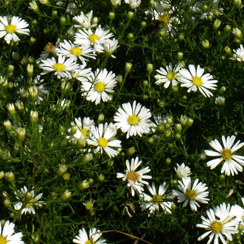 Aster tradescantii - Kleinblütige Aster (Flowering)