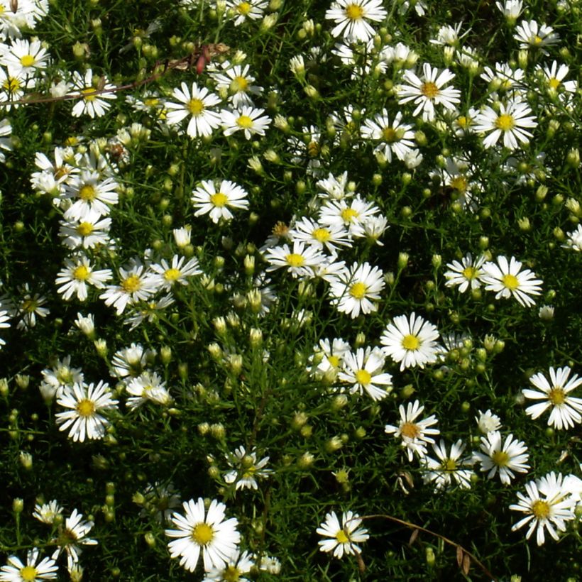 Aster tradescantii - Kleinblütige Aster (Plant habit)
