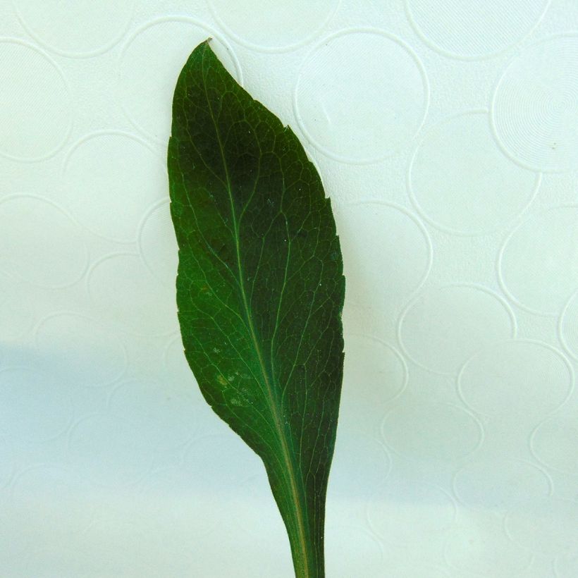 Aster turbinellus - Prärie-Aster (Foliage)