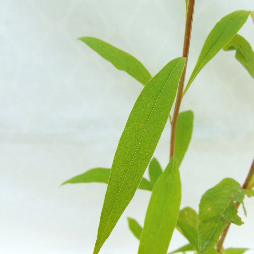 Aster umbellatus Weisser Schirm - Doldige Aster (Foliage)