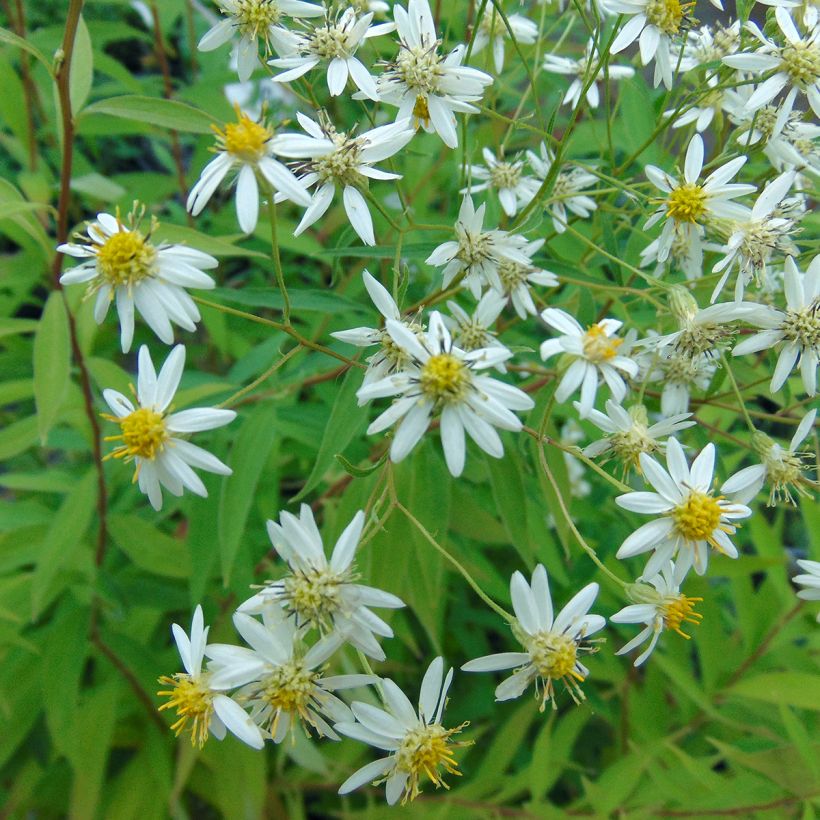 Aster umbellatus Weisser Schirm - Doldige Aster (Flowering)