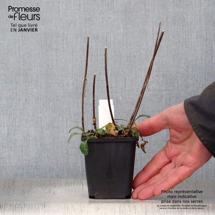 Exemplar von Aster versicolor Altweibersommer - Gescheckte Aster Kleine Töpfe von 8/9 cm wie im Winter geliefert