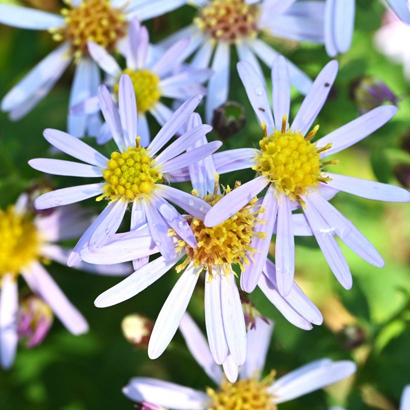 Aster ageratoides Adustus Nanus - Ageratum-ähnliche Aster (Flowering)