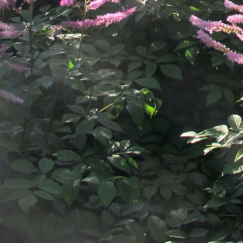 Astilbe Astilbe Amerika - Prachtspiere (Foliage)