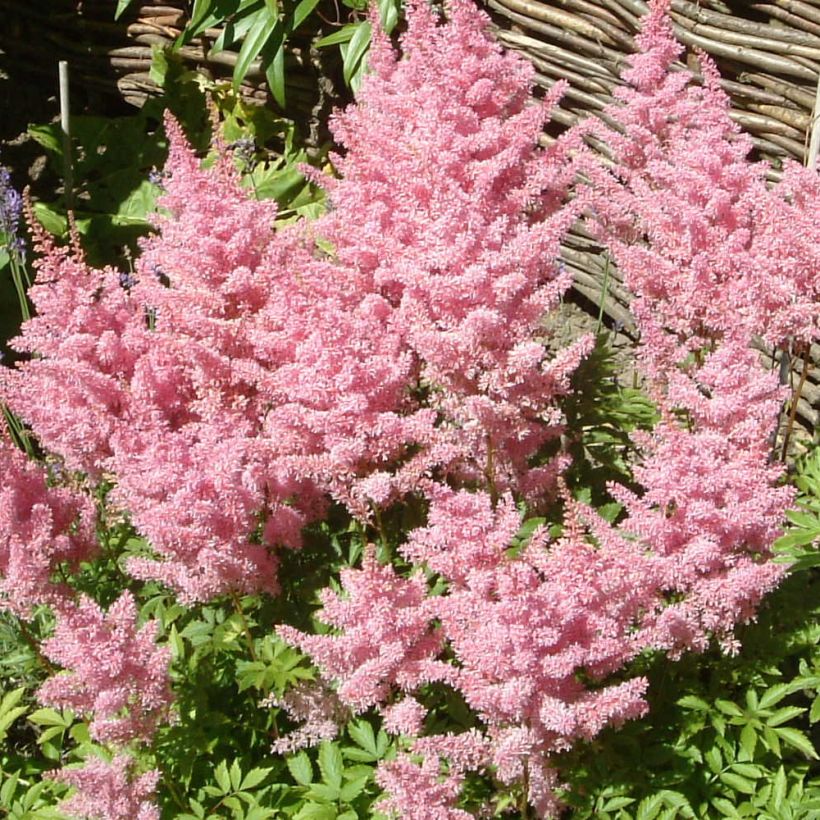 Astilbe Astilbe Amerika - Prachtspiere (Flowering)