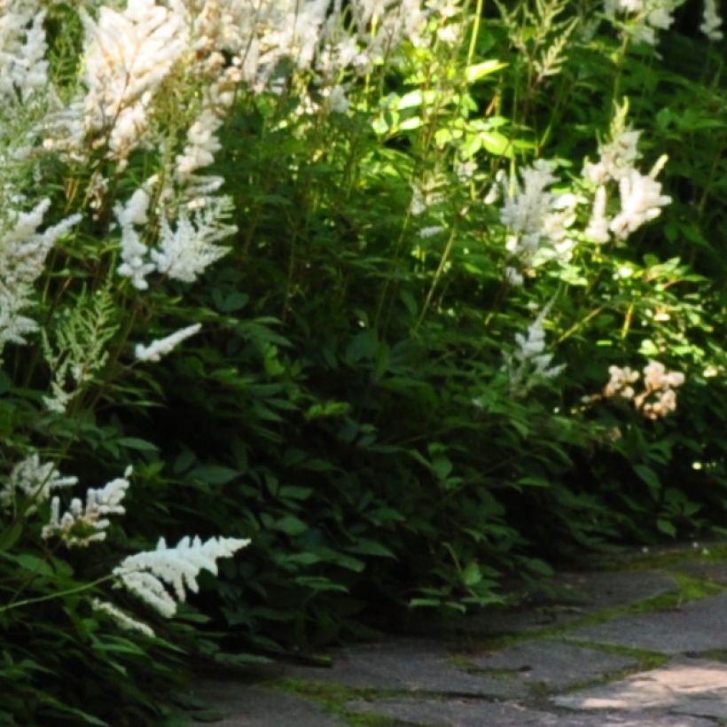 Astilbe Avalanche - Prachtspiere (Foliage)