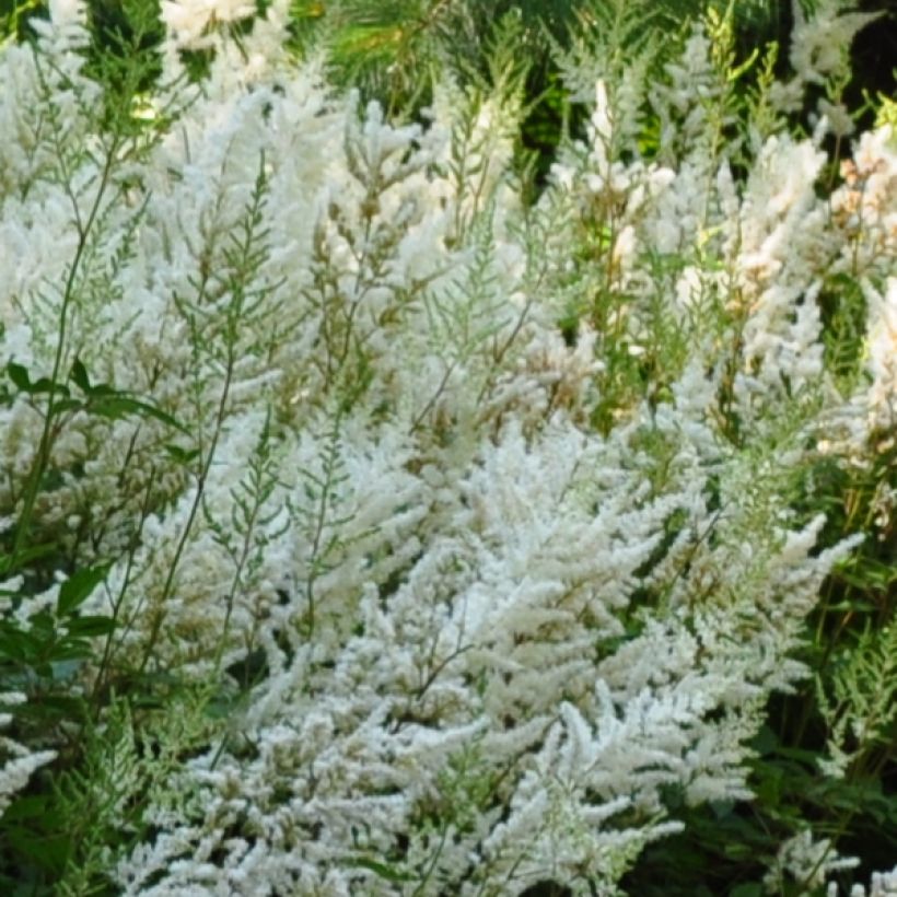 Astilbe Avalanche - Prachtspiere (Flowering)