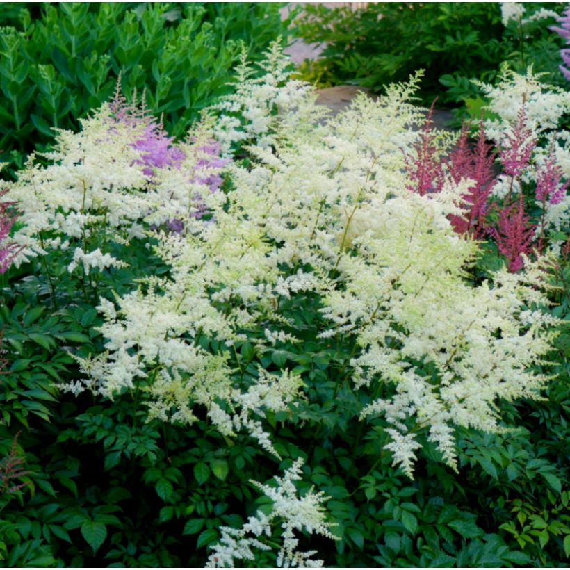 Astilbe Avalanche - Prachtspiere (Plant habit)