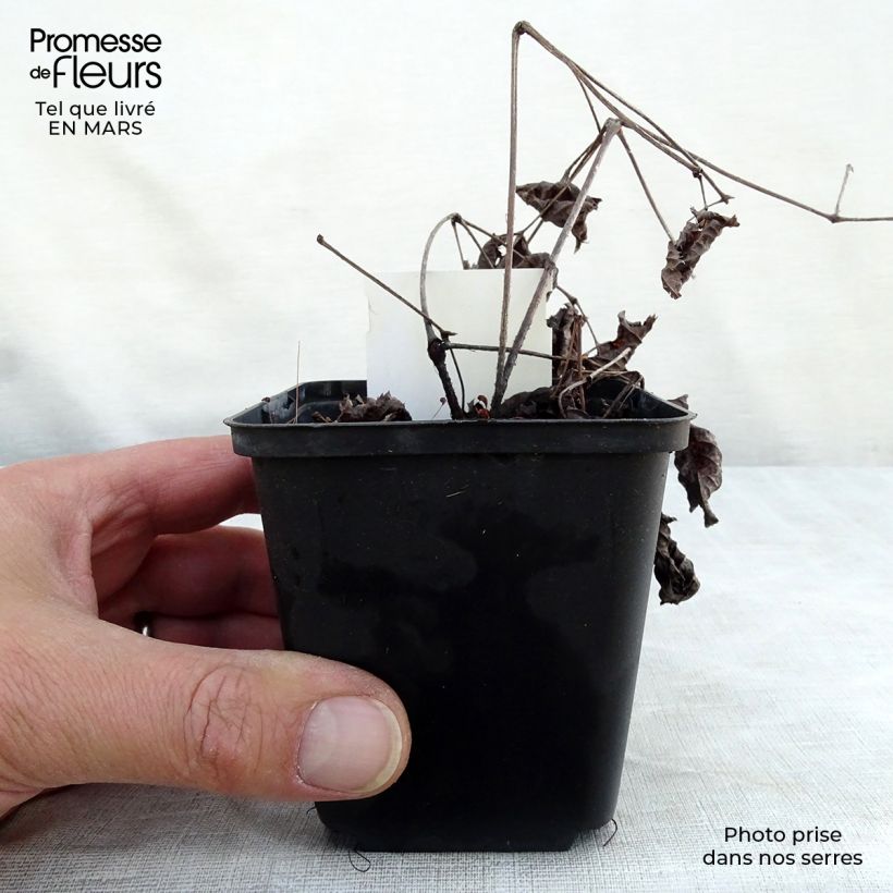 Exemplar von Astilbe Chocolate Shogun - Prachtspiere Kleine Töpfe von 8/9 cm wie im Winter geliefert