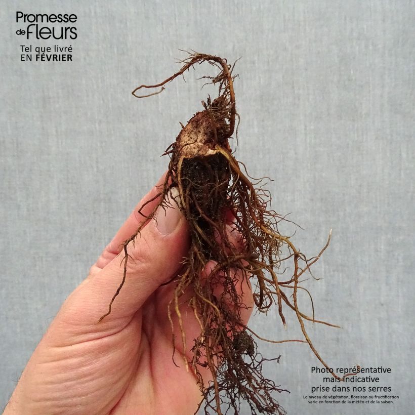 Example of Astilbe Chocolate Shogun - Prachtspiere Wurzelnackt as you get in hiver