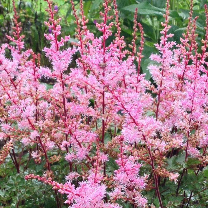 Astilbe japonica Delft Lace - Prachtspiere (Flowering)