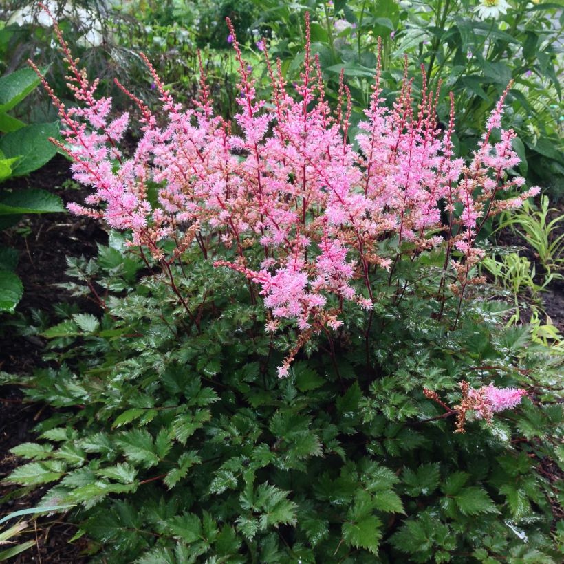 Astilbe japonica Delft Lace - Prachtspiere (Plant habit)