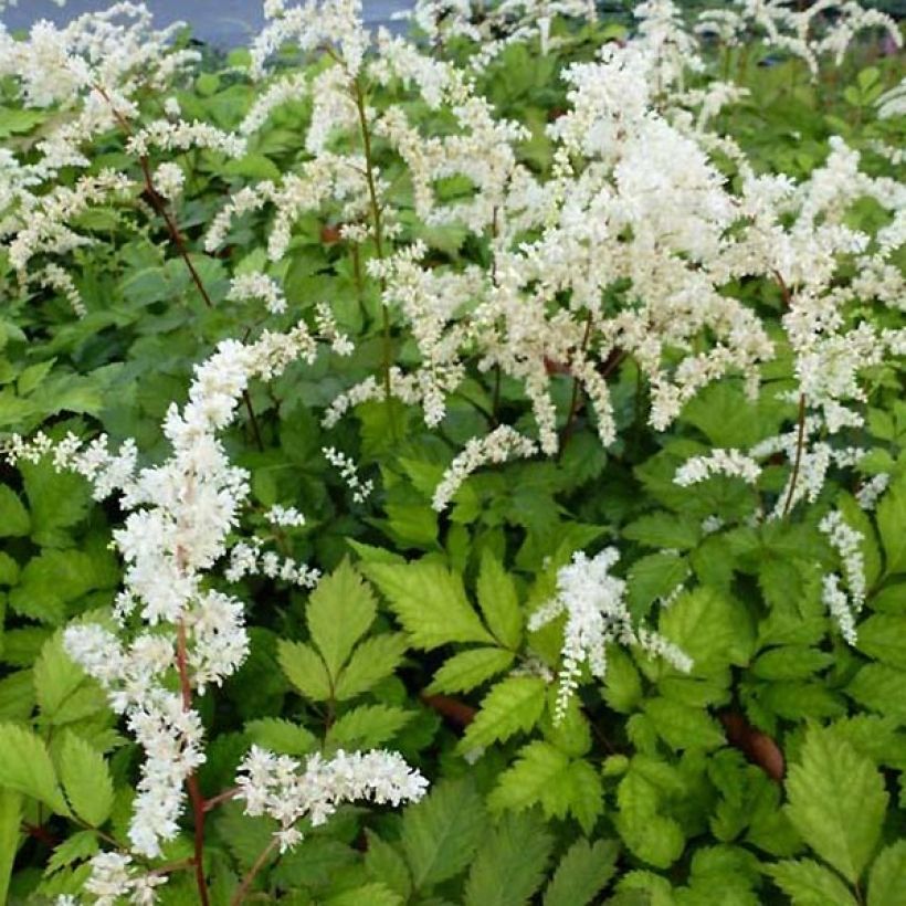 Astilbe thunbergii Professor van der Wielen - Prachtspiere (Foliage)
