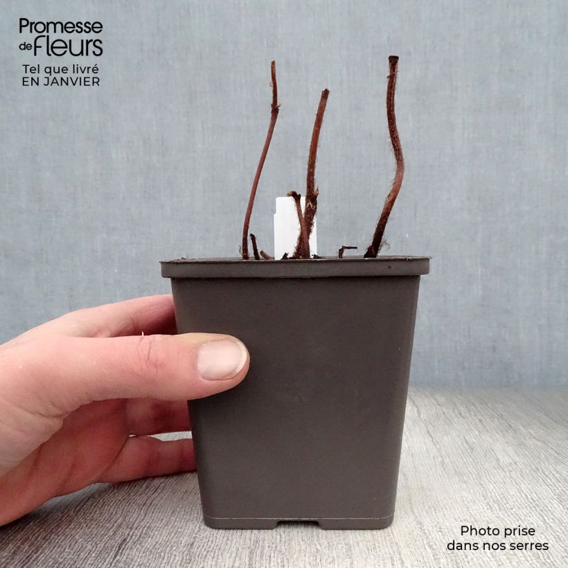 Exemplar von Astilbe chinensis Vision in Pink - Prachtspiere Kleine Töpfe von 8/9 cm wie im Winter geliefert