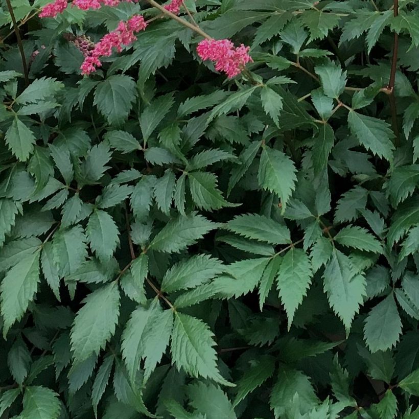 Astilbe chinensis Vision in Red - Prachtspiere (Foliage)