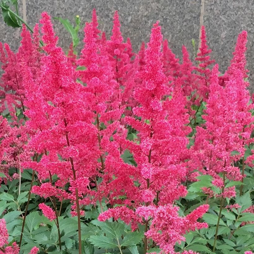 Astilbe chinensis Vision in Red - Prachtspiere (Flowering)