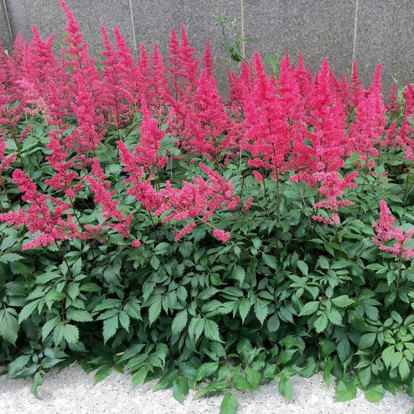 Astilbe chinensis Vision in Red - Prachtspiere (Plant habit)