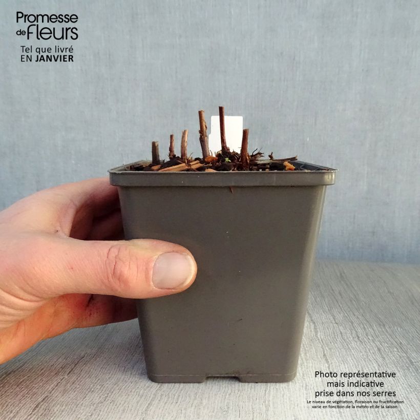 Exemplar von Astilbe chinensis Vision in Red - Prachtspiere Kleine Töpfe von 8/9 cm wie im Winter geliefert