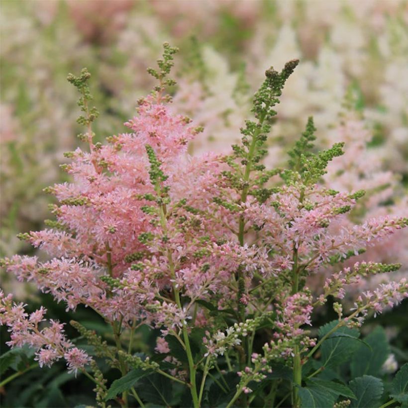 Astilbe Younique Silvery Pink - Prachtspiere (Flowering)