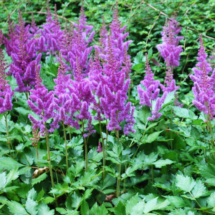 Astilbe arendsii Amethyst - Prachtspiere (Plant habit)