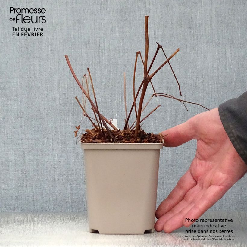 Exemplar von Astilbe arendsii Amethyst - Prachtspiere Kleine Töpfe von 8/9 cm wie im Winter geliefert