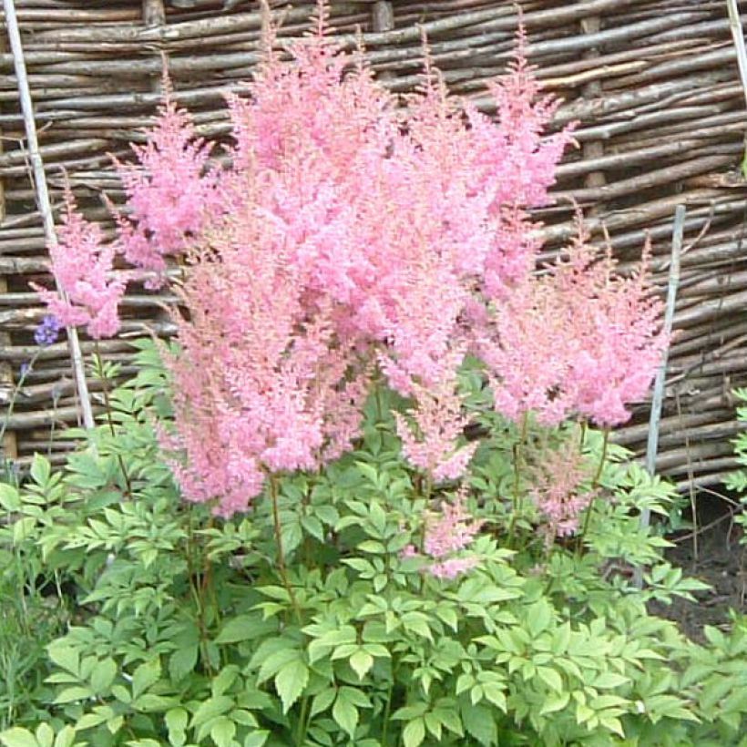 Astilbe arendsii Anita Pfeiffer - Prachtspiere (Flowering)