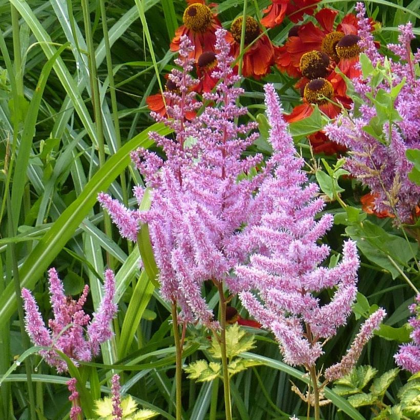 Astilbe arendsii Color Flash Lime - Prachtspiere (Flowering)