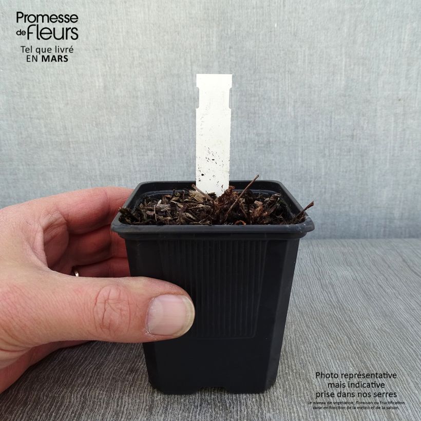 Exemplar von Astilbe arendsii Color Flash Lime - Prachtspiere Kleine Töpfe von 8/9 cm wie im Winter geliefert