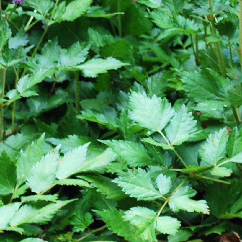 Astilbe arendsii Brautschleier - Prachtspiere (Foliage)