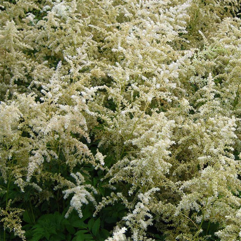 Astilbe arendsii Brautschleier - Prachtspiere (Flowering)