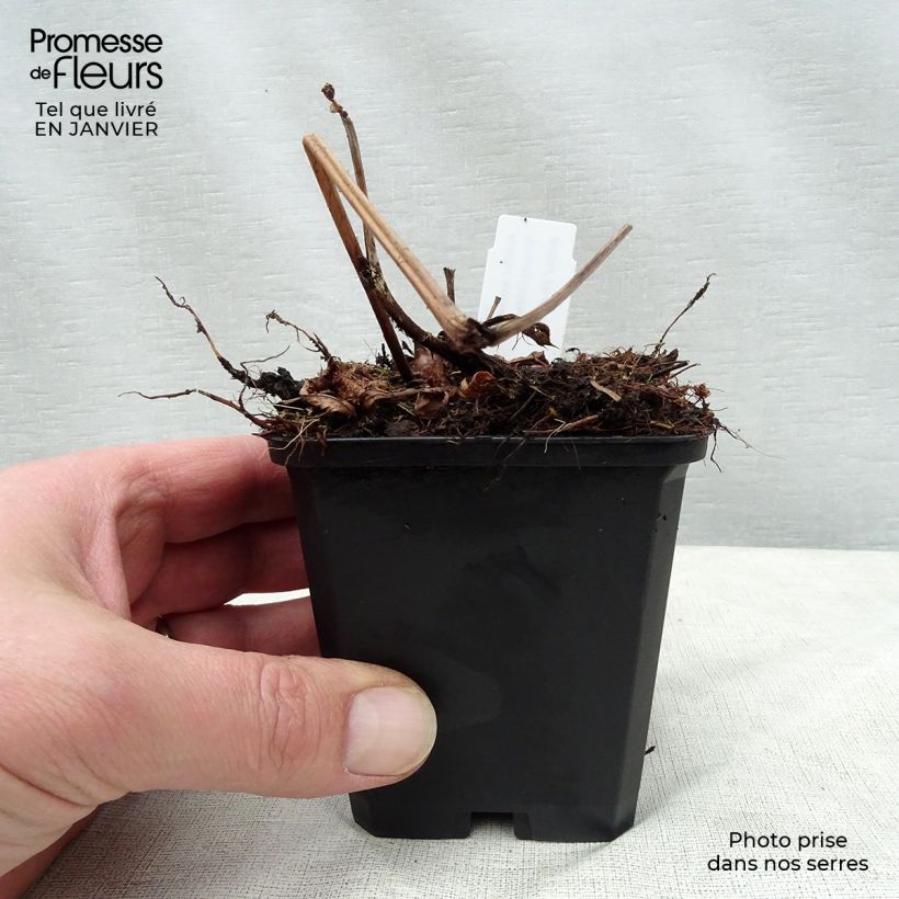 Exemplar von Astilbe arendsii Brautschleier - Prachtspiere Kleine Töpfe von 8/9 cm wie im Winter geliefert