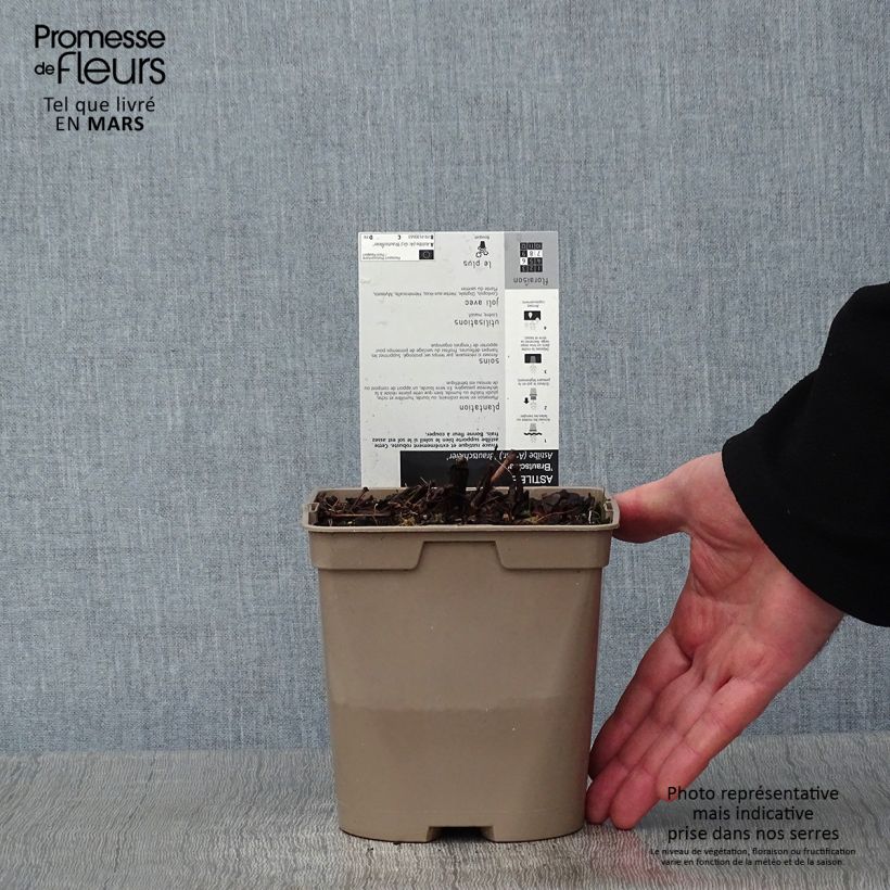 Exemplar von Astilbe arendsii Brautschleier - Prachtspiere Topf mit 2L/3L wie im Winter geliefert