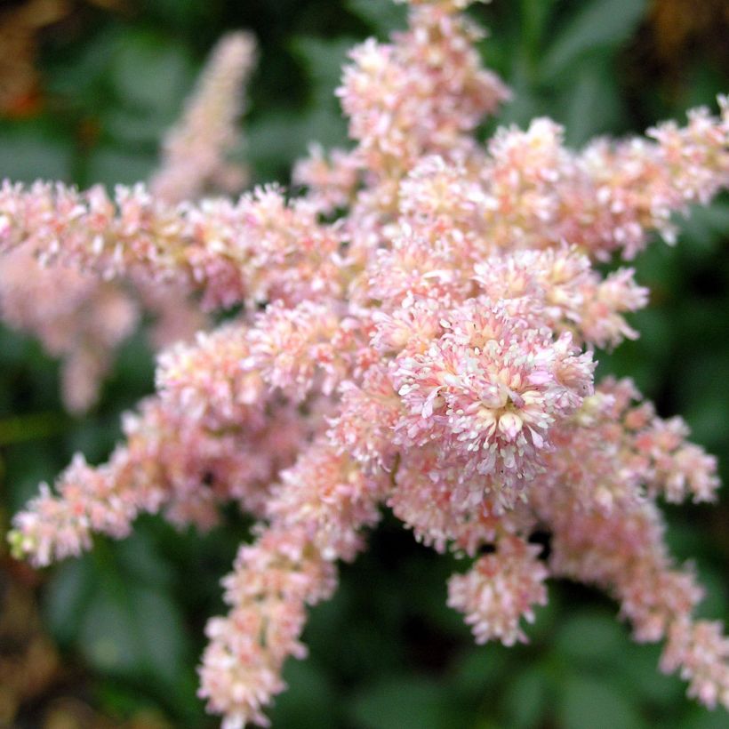 Astilbe arendsii Bressingham Beauty - Prachtspiere (Flowering)