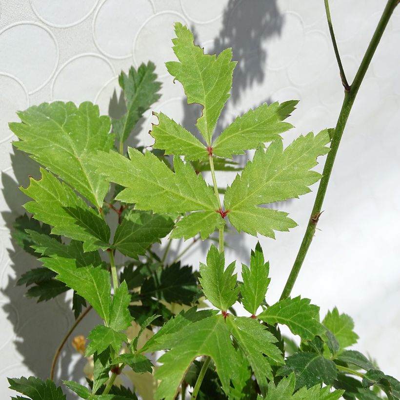 Astilbe arendsii Bumalda - Prachtspiere (Foliage)