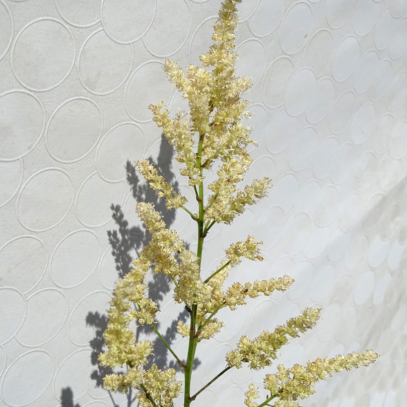 Astilbe arendsii Bumalda - Prachtspiere (Flowering)