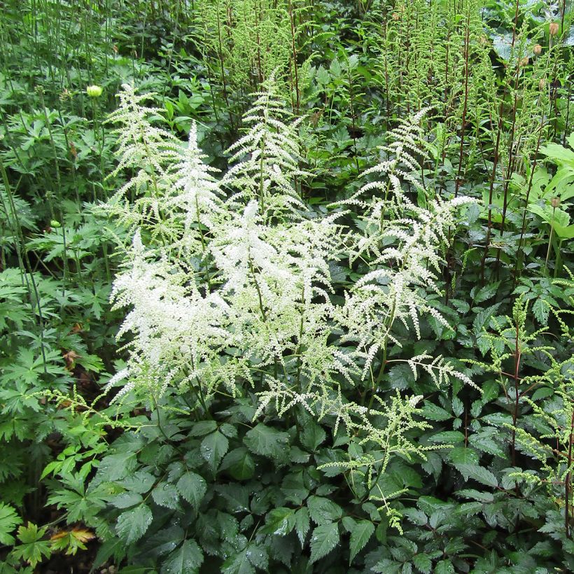 Astilbe arendsii Cappuccino - Prachtspiere (Plant habit)
