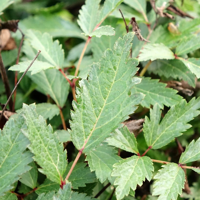 Astilbe arendsii Cappuccino - Prachtspiere (Foliage)