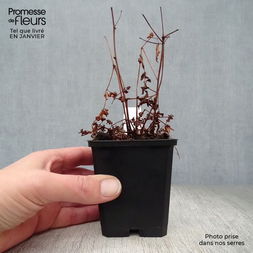 Exemplar von Astilbe arendsii Cattleya - Prachtspiere Kleine Töpfe von 8/9 cm wie im Winter geliefert