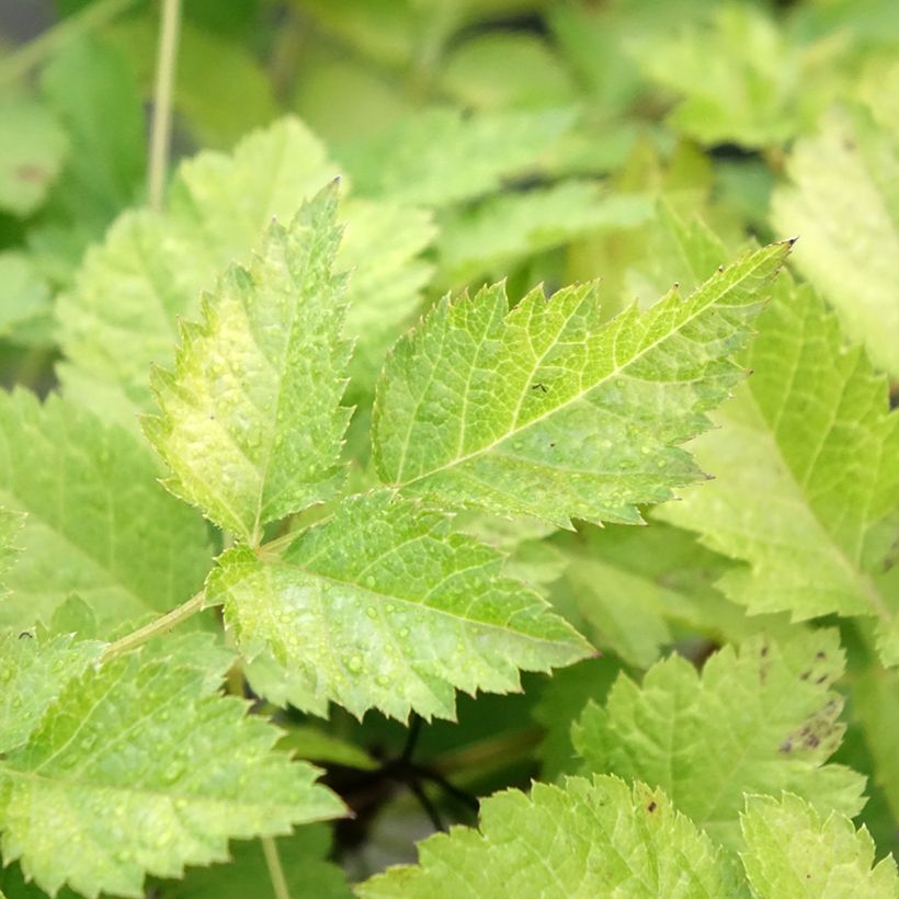 Astilbe arendsii Color Flash Lime - Prachtspiere (Foliage)