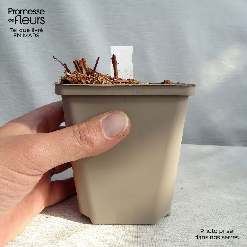 Exemplar von Astilbe arendsii Colour Flash - Prachtspiere Kleine Töpfe von 8/9 cm wie im Frühjahr geliefert