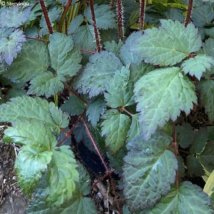 Astilbe arendsii Colour Flash - Prachtspiere (Foliage)