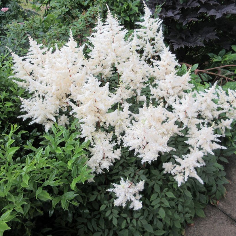 Astilbe arendsii Ellie - Prachtspiere (Plant habit)