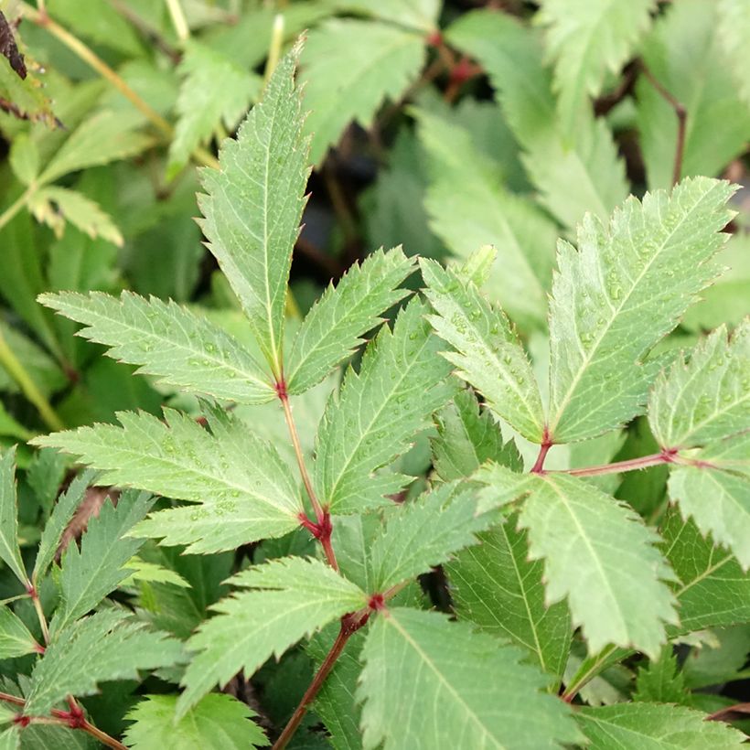 Astilbe arendsii Ellie - Prachtspiere (Foliage)