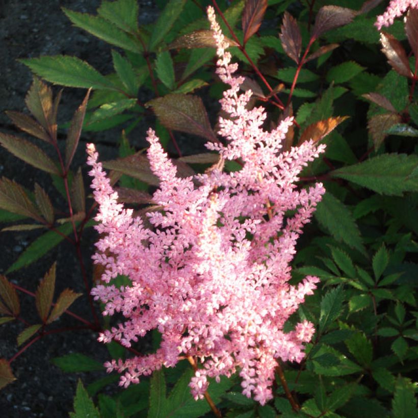 Astilbe arendsii Erika - Prachtspiere (Flowering)