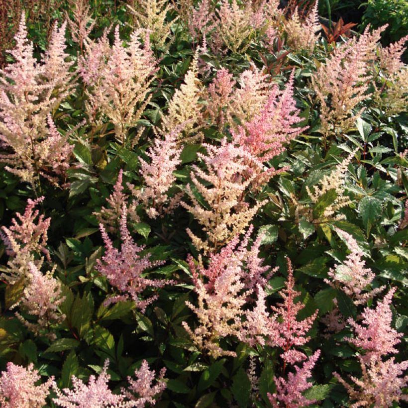 Astilbe arendsii Erika - Prachtspiere (Plant habit)