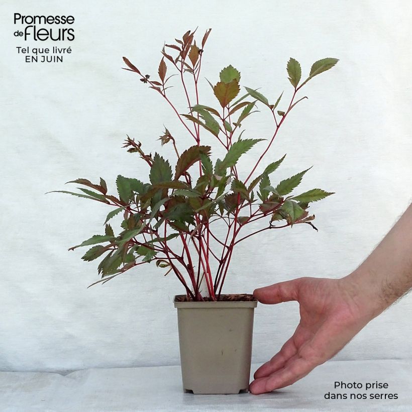 Example of Astilbe arendsii Erika - Prachtspiere Kleine Töpfe von 8/9 cm as you get in ete