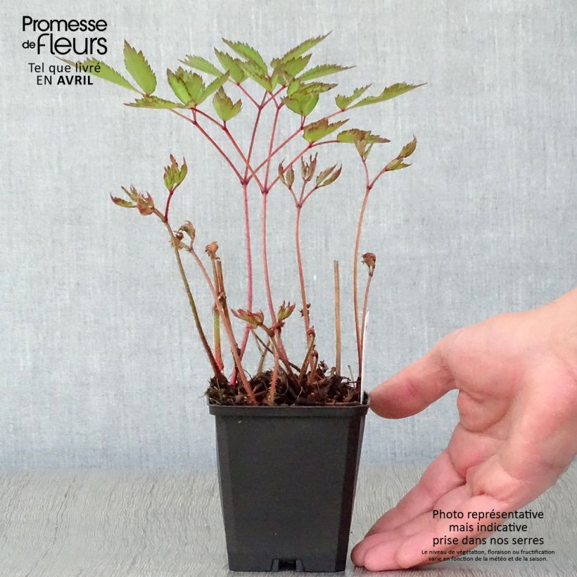 Exemplar von Astilbe arendsii Erika - Prachtspiere Kleine Töpfe von 8/9 cm wie im Frühjahr geliefert