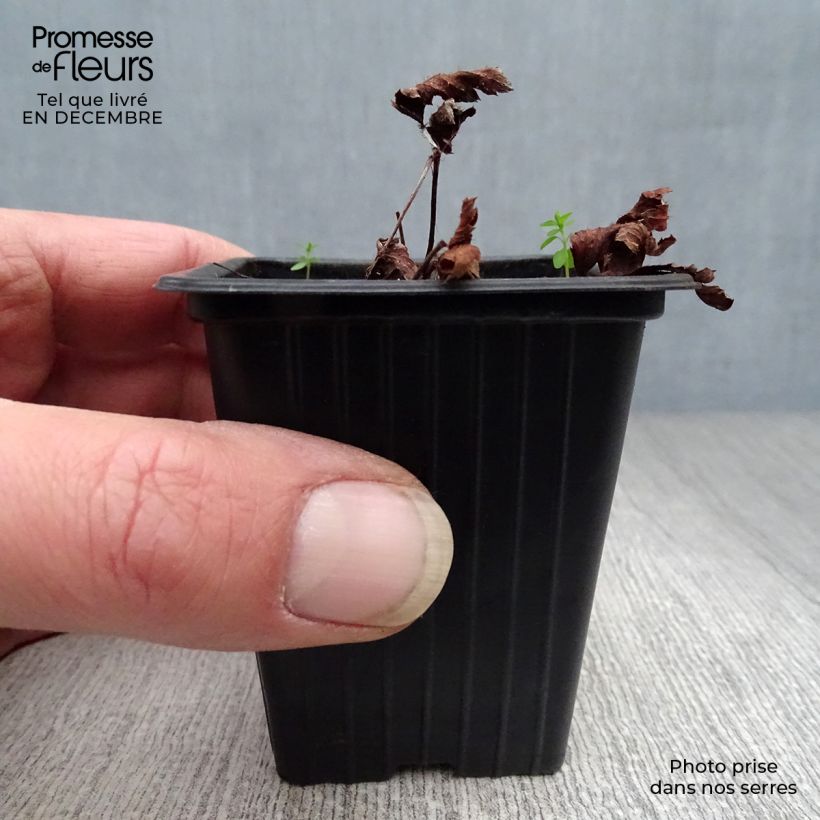 Exemplar von Astilbe arendsii Fanal - Prachtspiere Kleine Töpfe von 7/8 cm wie im Winter geliefert