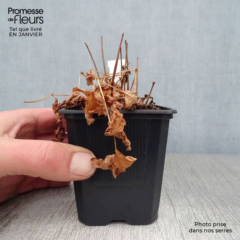 Exemplar von Astilbe arendsii Hyazinth - Prachtspiere Kleine Töpfe von 8/9 cm wie im Winter geliefert