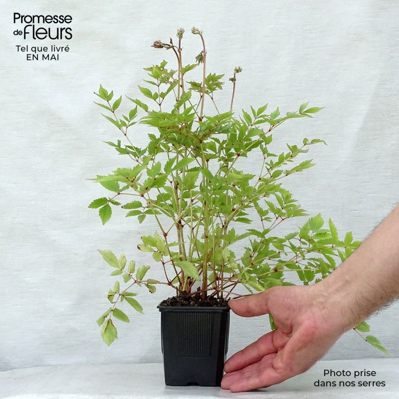 Exemplar von Astilbe arendsii Hyazinth - Prachtspiere Kleine Töpfe von 8/9 cm wie im Frühjahr geliefert